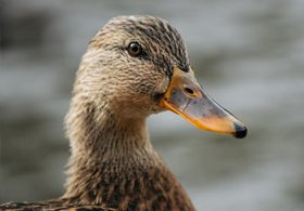 duck-280x195